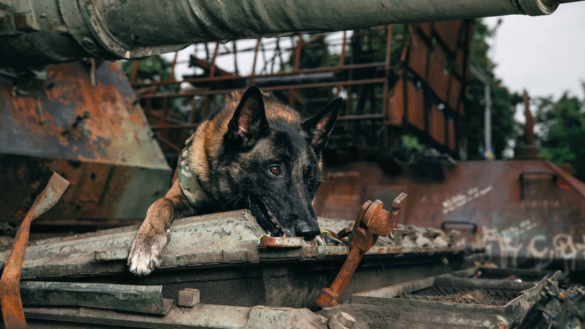 Perro policia de rescate